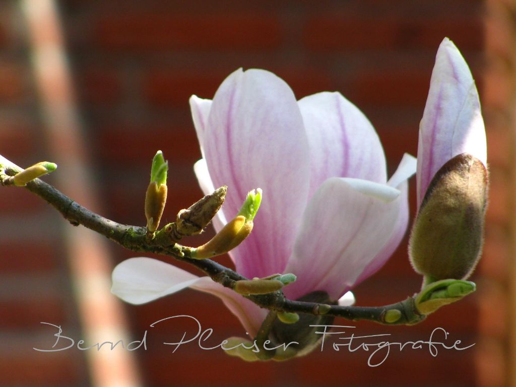 Magnolienblüte