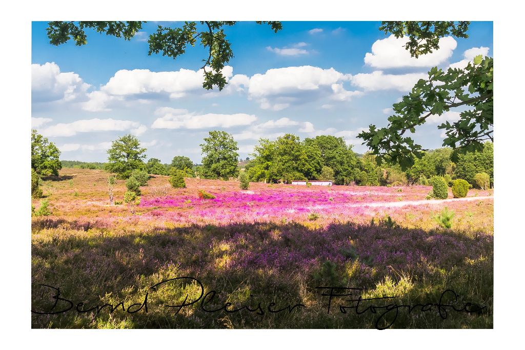 Heideblüte