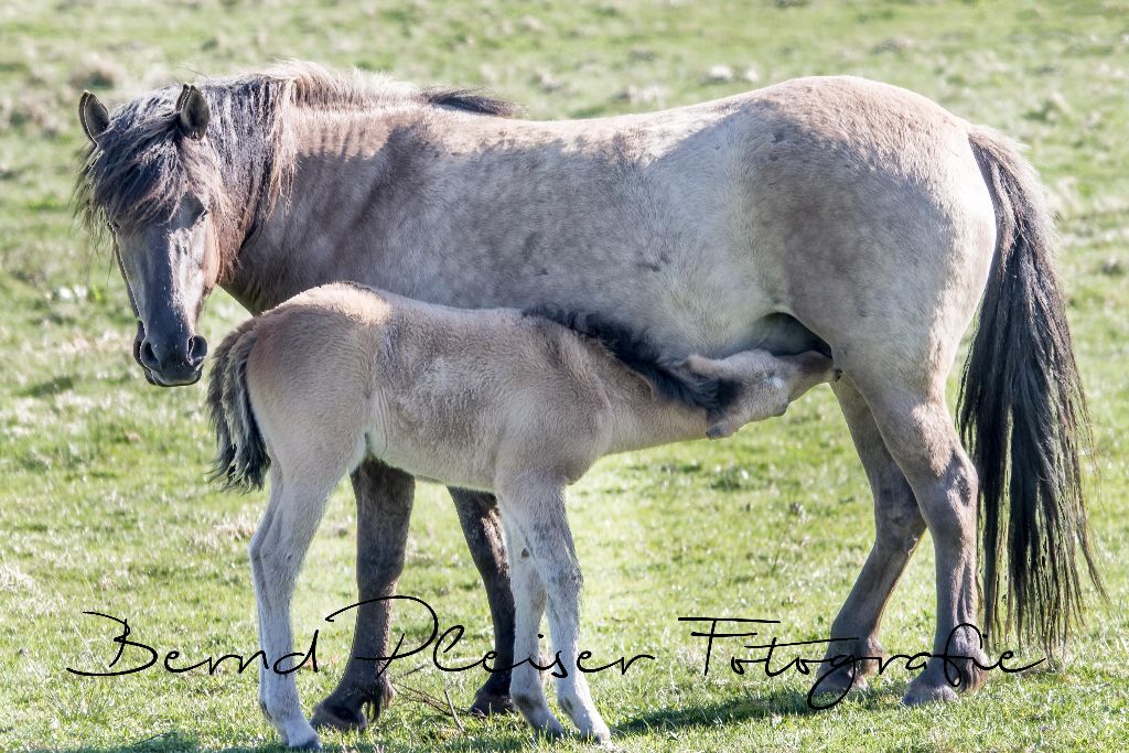 Dülmener Wildpferde