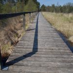 Bohlensteg im Moor