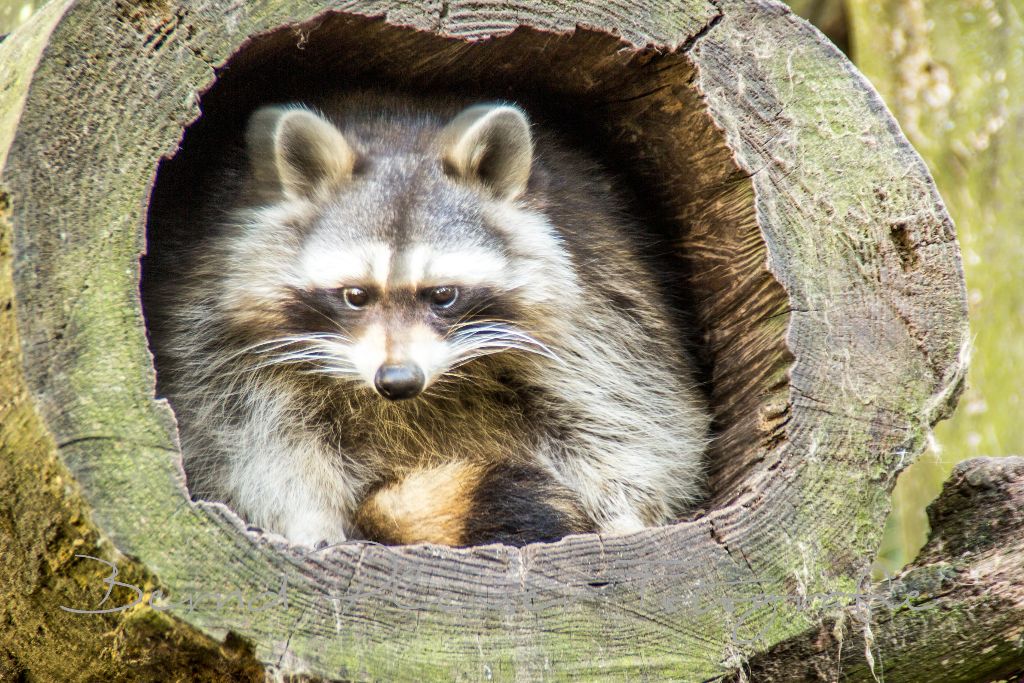 Waschbär